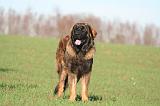 LEONBERG 944